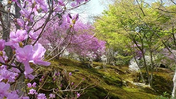 Touhou Project 101: Phantasmagoria of Flower View