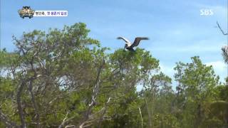 Law of the Jungle 130802 Replay #1 (1)
