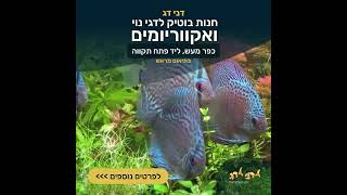 דני-דג: מומחים להקמה ותחזוקת אקווריומים