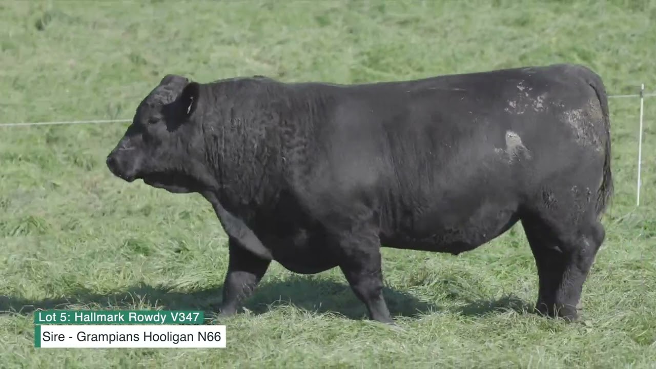 LOT 5: Hallmark Rowdy V347