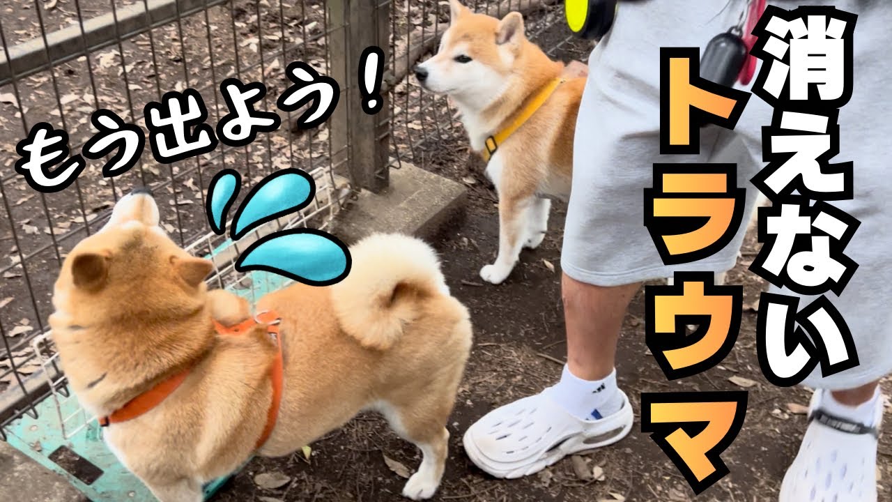 ドッグランで襲われたトラウマが蘇る…兄柴から離れない妹柴が切ない