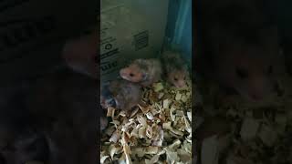 ഞങ്ങളുടെ കടയിലെ hamster Shell aquarium &pet shop alappuzha kaichoondi  pet shorts.