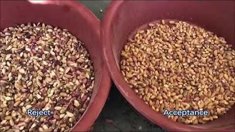 ISORT Color SOrter - Unshelled Pistachio