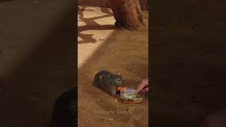 Sneaky Guinea Pig Steals Turtle&#39;s Food ! 😂🐢#animals  #cute  #sneaky