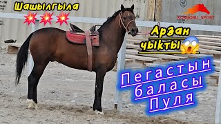 Тайынан баштап жем бердим дейт 👆😱