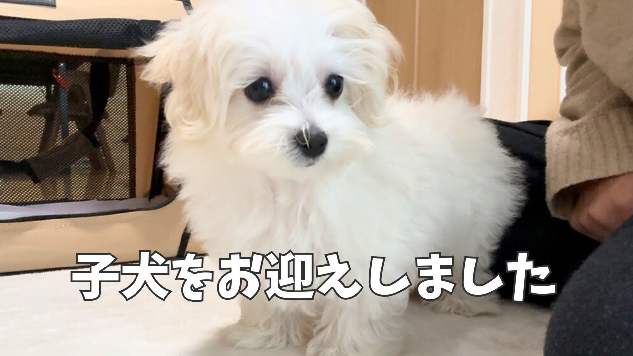 【マルプーお迎え】家族が増えた日。緊張の私をよそに、意外と落ち着いていた小さな勇者