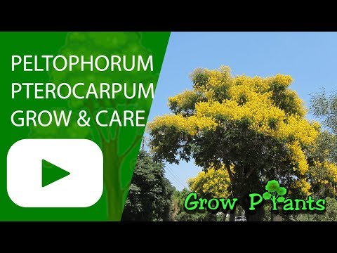 Peltophorum pterocarpum - grow & care (Golden Flamboyant Tree)