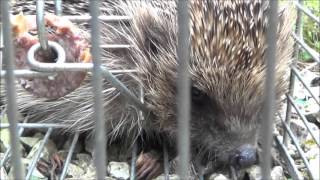 Hedgehog behind bars – inside humane rat trap!