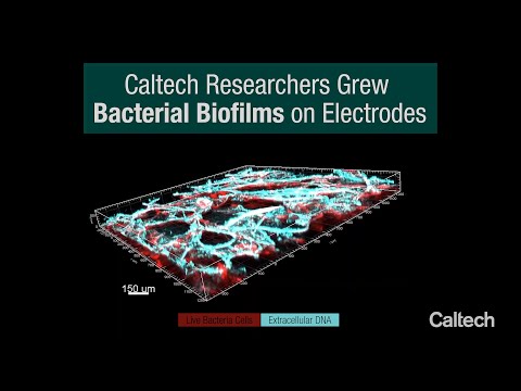 Layers of Bacteria "Breathe" Without Oxygen