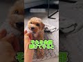 癒されるペット達🐶#dog #犬 #かわいい犬