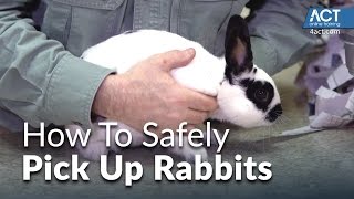 How to Pick Up Rabbits by AnimalCareTV 353,922 views 7 years ago 5 minutes, 23 seconds