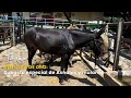 Genética de Oro: Subasta especial de Asnales y mulares - TvAgro por Juan Gonzalo Angel