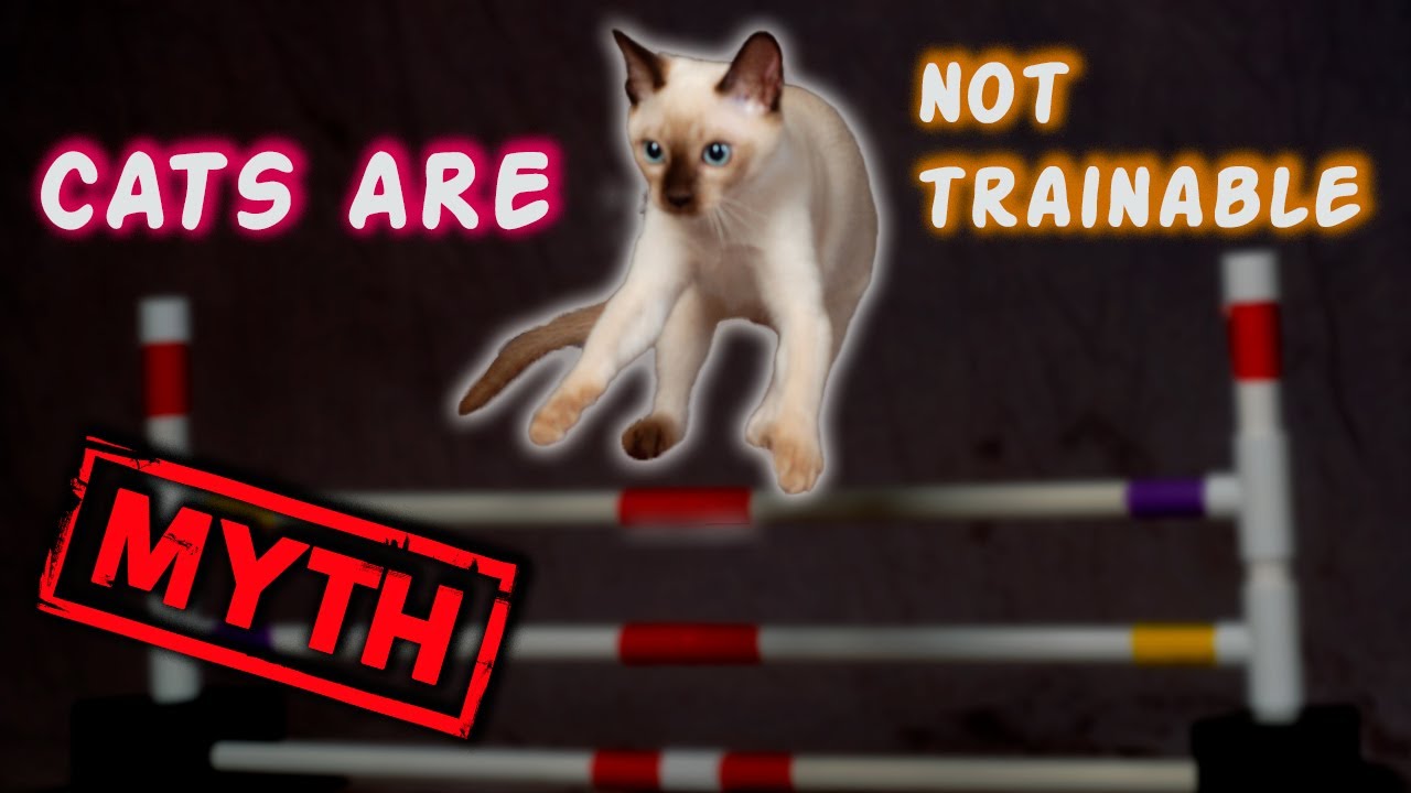 [MYTH] Cats are not trainable - YouTube