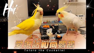 愛說話的和尚鸚鵡任信~ Monk Parakeet Renshin Talking