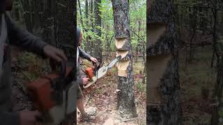 🌲🪵 Ein Weihnachtsbaum komplett aus Holz! 😍🔥 Mit der Motorsäge entsteht aus einem einfachen Stüc