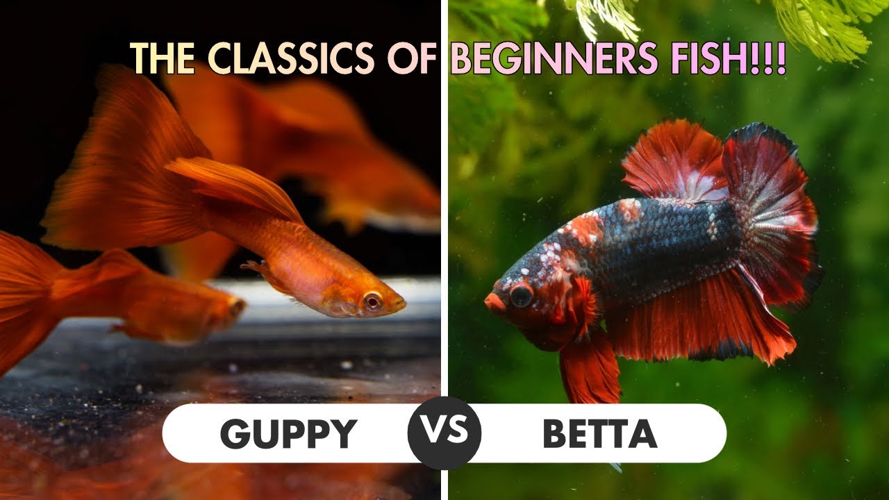 Choosing the right fish for you
