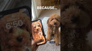 Funny Dog Videos | Miniature Poodle Disables Mom’s iPhone #funnydogs #dog #doglover