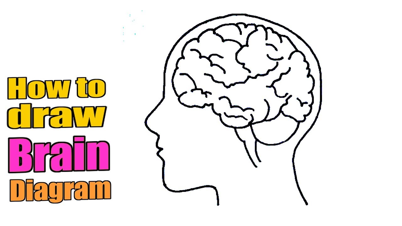 Update more than 156 brain easy drawing - seven.edu.vn