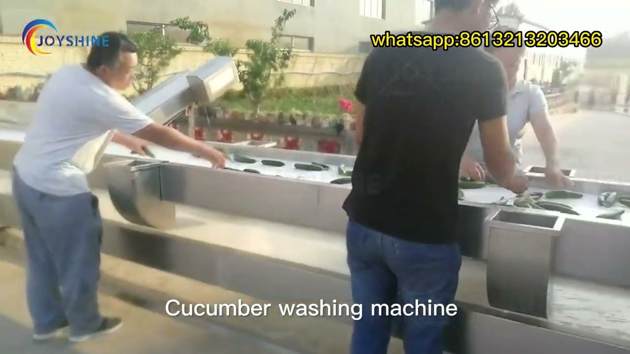 cucumber washing line|vegetable washing and drying line|vegetable and fruit  processing line