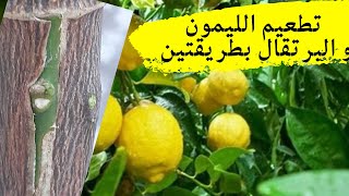 تطعيم الليمون والبرتقال و جميع الحمضيات بطريقتين/Grafting Lemon Trees