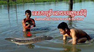 Fishing, Cambodia Net Fishing, Catching Big Fish in The River, How To Catch Big Catfish  Baits