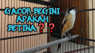 CENDET GACOR ISIAN SOGON,LOVEBIRD,CIBLEK,DLL | Pancingan Cendet Agar ikut Bunyi