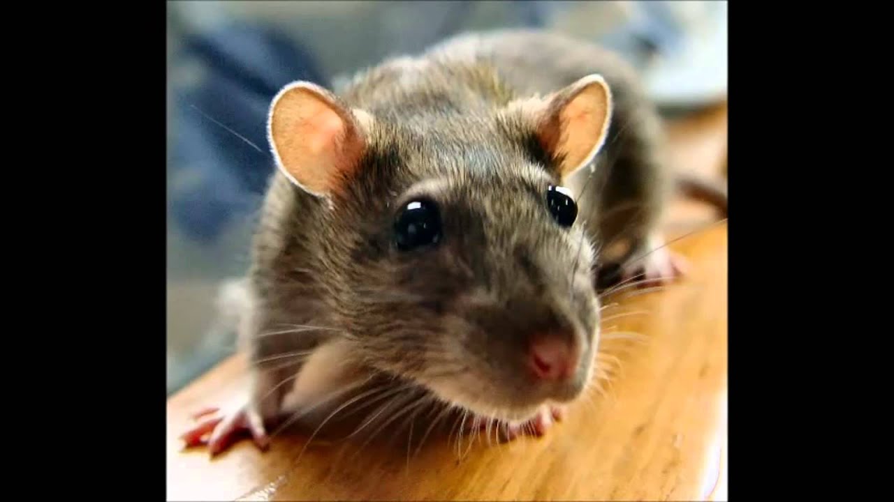 Cartas do Baralho Cigano  Carta 23 O Rato  YouTube