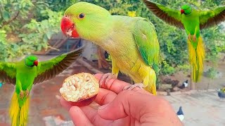 How to teach a parrot to eat on Hand screenshot 3