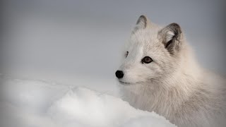 Arctic Fox Greets Explorers  The Unsung Heroes Of The Arctic  Wildlife