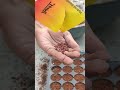 Sowing Beetroot Seeds in Seedling Tray | Easy Growing Method | Jeet Vlog 3.0