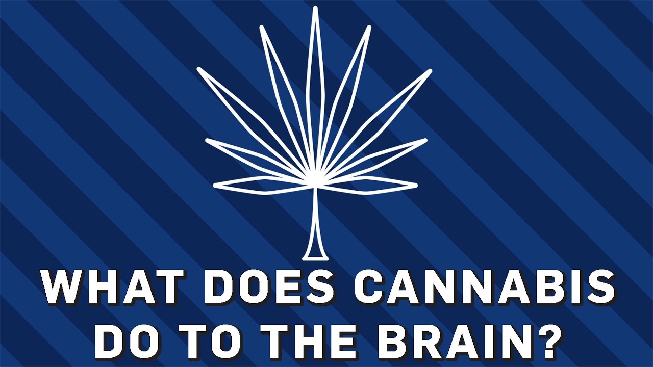 What Does Cannabis Do To The Brain? | Brit Lab