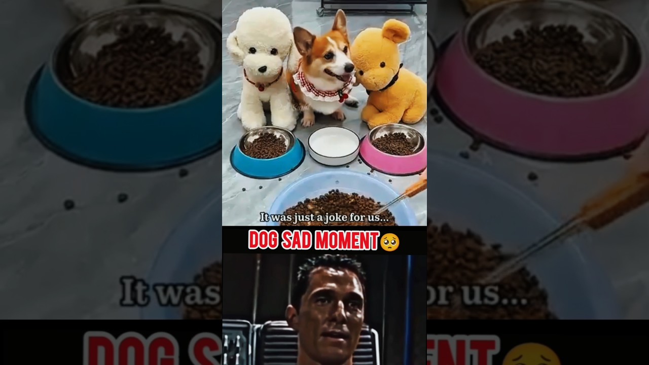 Puppy Very Sad Moment🥺😞 