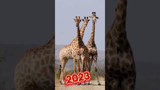 2023 giraffe VS 5000bce giraffe #shorts #ytshorts #youtube#video #trending #mrbeast #mrind...