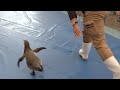 走るペンギン