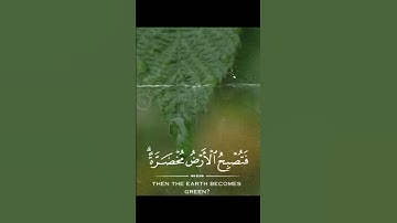 #تلاوات #تلاوت #تلاوة_خاشعة #قران_كريم #قرآن #ترتیل #quran #هزاع_البلوشي #عبدالرحمن_مسعد #ماهر_المعي