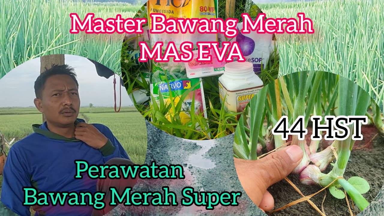Cara Perawatan Bawang Merah 44 HST,Kita Bongkar Bersama Master Mas EVA. #bawangmerah
