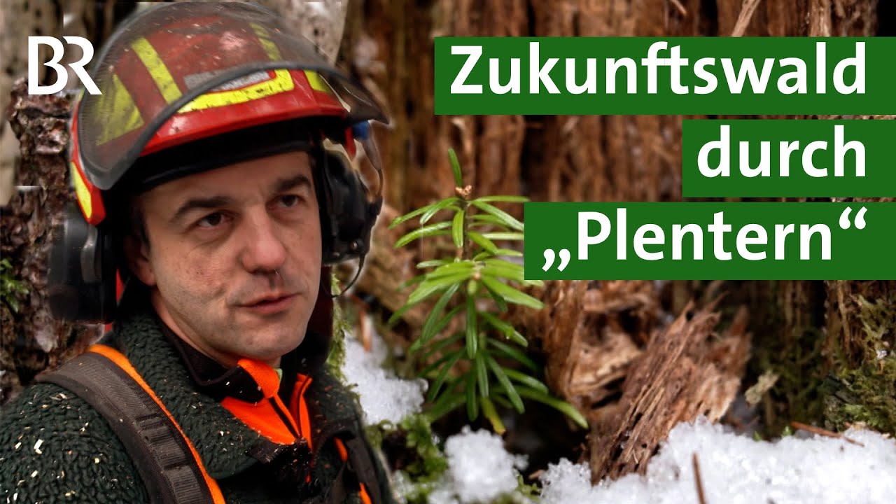 Knochenjob Waldarbeiter - So gefährlich ist die Arbeit im Forst | stern TV