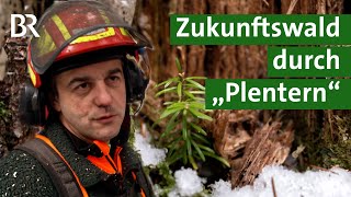 Plenterwälder im Allgäu: Nachhaltige Waldbewirtschaftung aus Tradition | Forst | Unser Land | BR