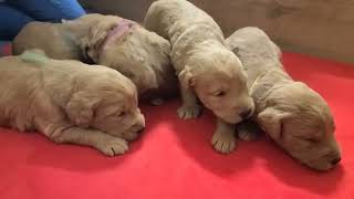 Cutest Newborn Baby Puppies Rushing To Their Mom's Nipples For Milk and Nursing Nonstop | Cute Pups