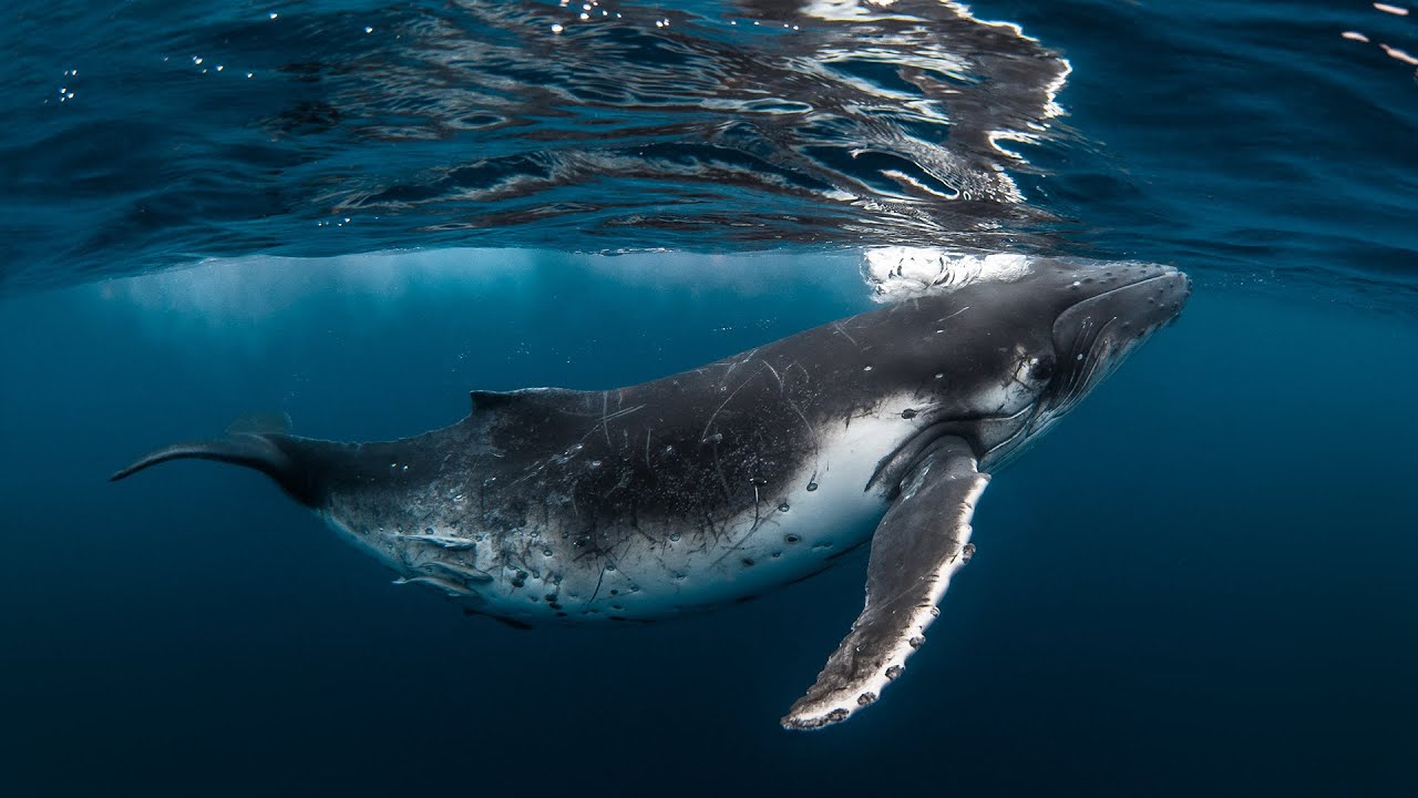 Pictures Of Whales 4