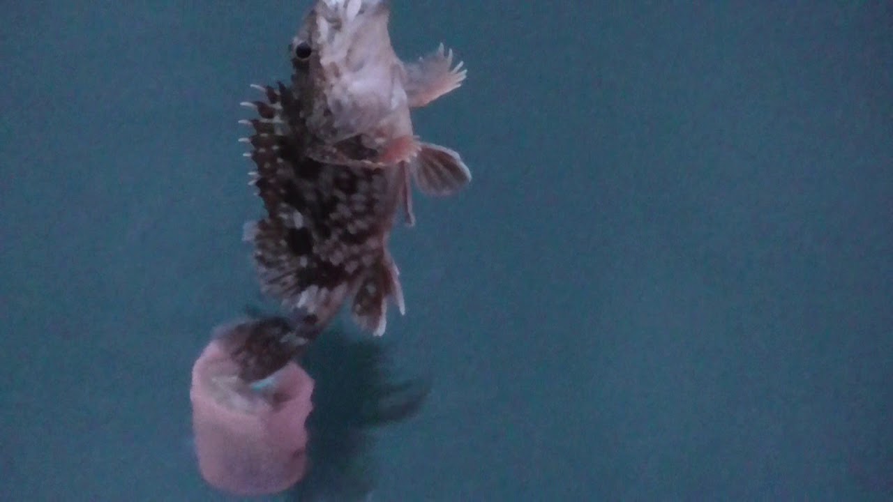 堤防からサビキ仕掛けで手軽にガシラ カサゴ 釣りはいかが 釣太郎ブログ