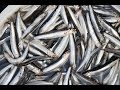 How to Clean and Prepare Fresh Anchovies كيفية تنظيف وتحظير سمك الانشوبة