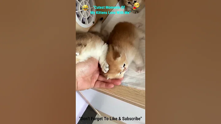 Video 11191851: kitten kitty baby cat, cat kitten kitty funny, kitten cutekitten, beautiful kitten, cute cat