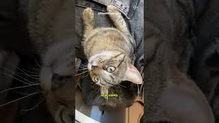 Bug assombrando mais um gato