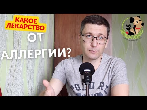 Что дать кошке от аллергии? Кошка чешется