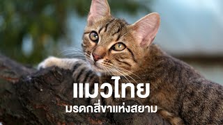 สารคดี ของดีประเทศไทย ตอน แมวไทย มรดกสี่ขาแห่งสยาม