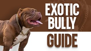 Exotic Bully – The Ultimate Guide by OurFitPets 26,865 views 1 year ago 3 minutes, 59 seconds