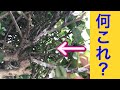 コレ何?皆様のお庭にきっとある!謎の白い物体の正体に迫ります。(字幕対応)