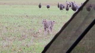 Bobcat Chases Turkeys, Turkeys Chase Bobcat....