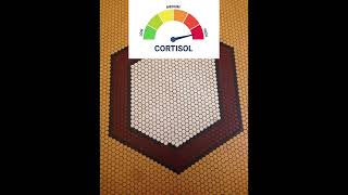 High Cortisol vs Low Cortisol